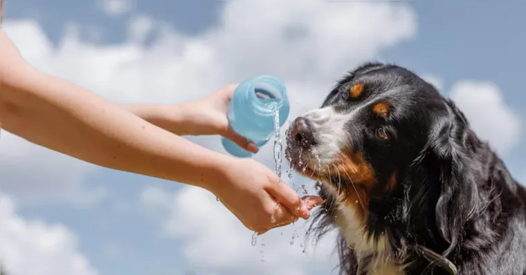 Imagem ilustrativa da notícia Verão amazônico: veterinária dá dicas de cuidados com pets nos dias quentes