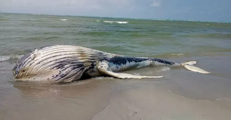 Imagem ilustrativa da notícia O que acontece com baleias que morrem nas praias?