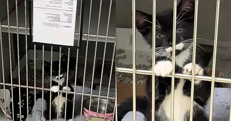 Imagem ilustrativa da notícia VÍDEO: Gato frajolinha coloca as patinhas em grade e pede para ser adotado