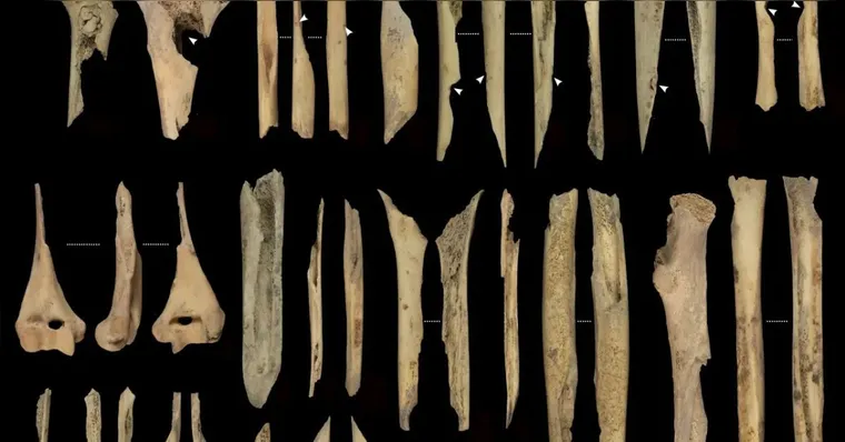 Imagem ilustrativa da notícia Vestígios de canibalismo de 5.600 anos são achados na Espanha
