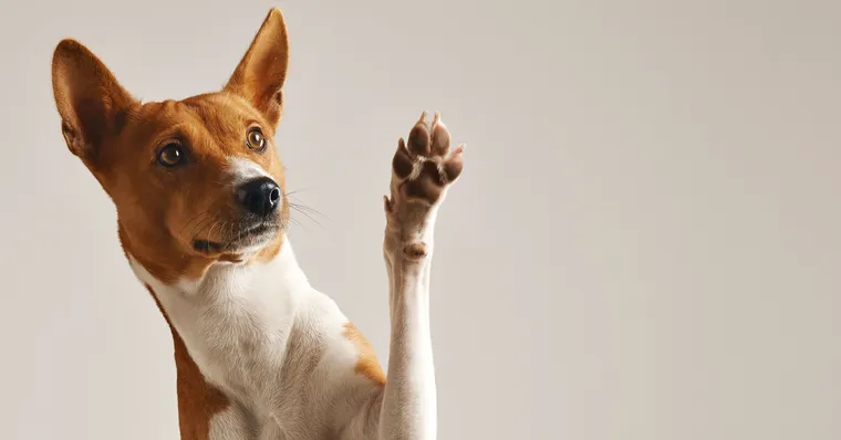 Imagem ilustrativa da notícia Qual o motivo dos cães cheirarem o traseiro uns dos outros?