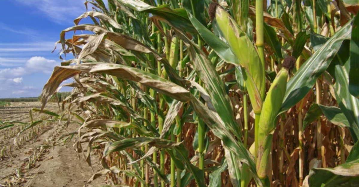 Palha de milho, antes tratada como resíduo agrícola, agora é testada como matéria-prima para cimento sustentável.