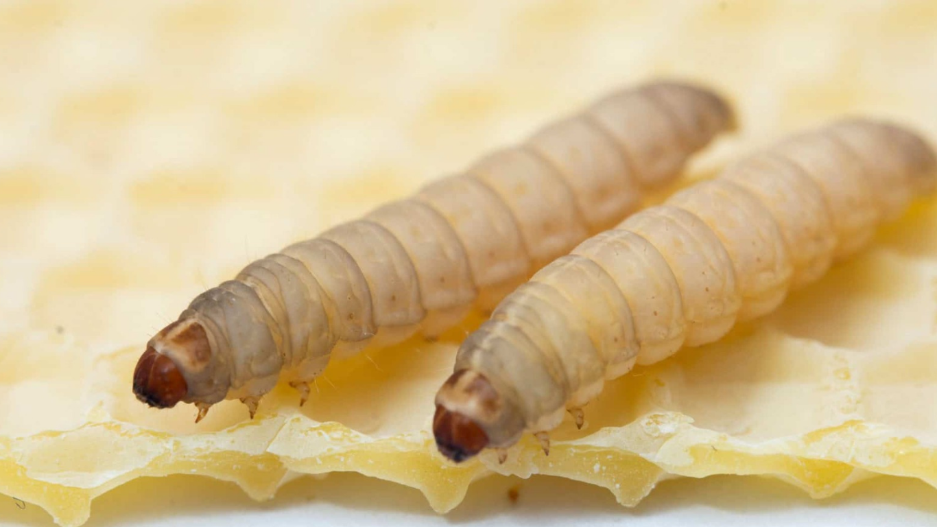 Lagartas da espécie Galleria mellonella, as larvas de mariposa-da-cera, conseguem devorar e metabolizar plásticos com eficiência.