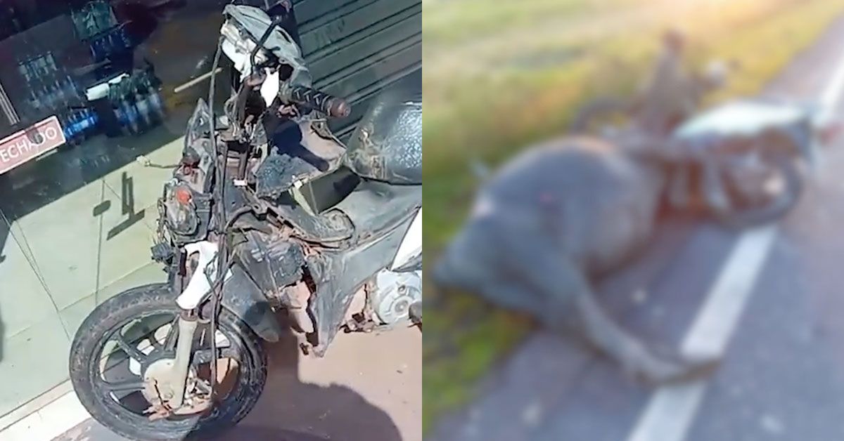 Imagem ilustrativa da notícia: Motociclista atropela e mata búfala no Marajó; ele também ficou gravemente ferido