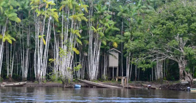 Seis homens do Amapá são assassinados em zona de garimpo na fronteira com o Pará.