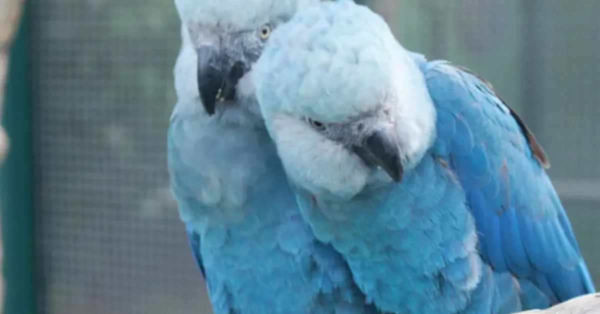 Como medida imediata, as aves infectadas serão separadas das não contaminadas, e novos protocolos de biossegurança serão implementados