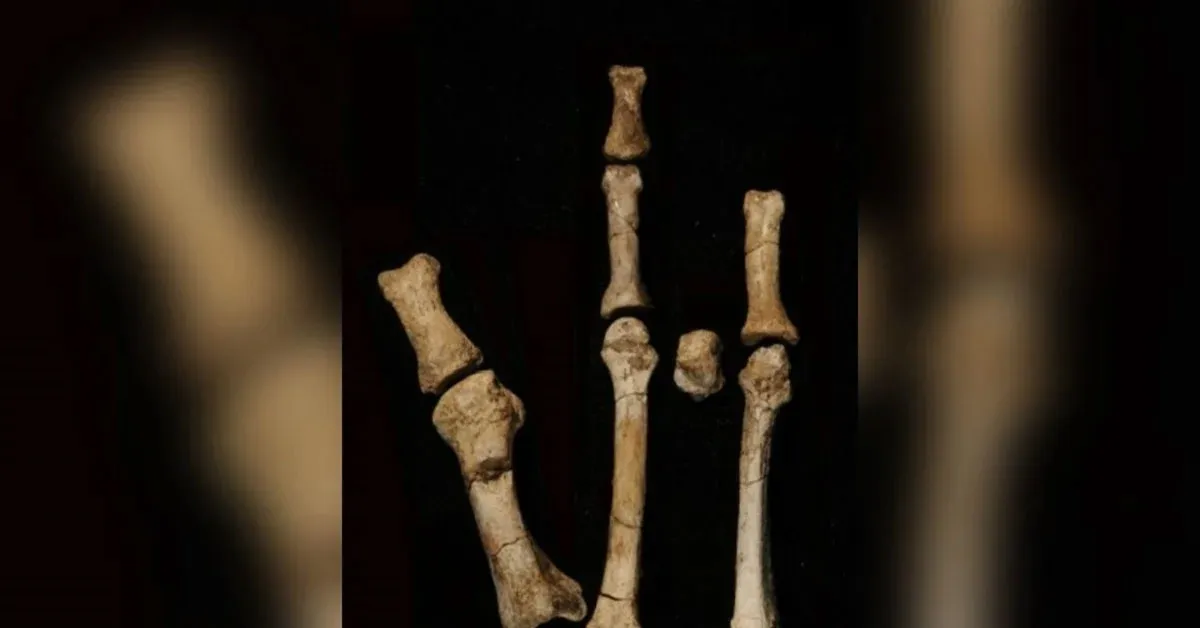 Pé misterioso de 3,4 milhões de anos é ligado a nova espécie ancestral