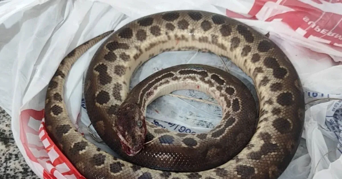 Os bombeiros foram acionados para atender à ocorrência e encaminharam o ferido a um hospital da região.