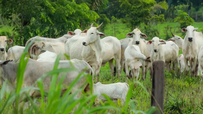Descubra o Prêmio Agropará 2025, que celebra as melhores iniciativas do agronegócio no Pará, destacando inovação e tradição em diversas categorias.
