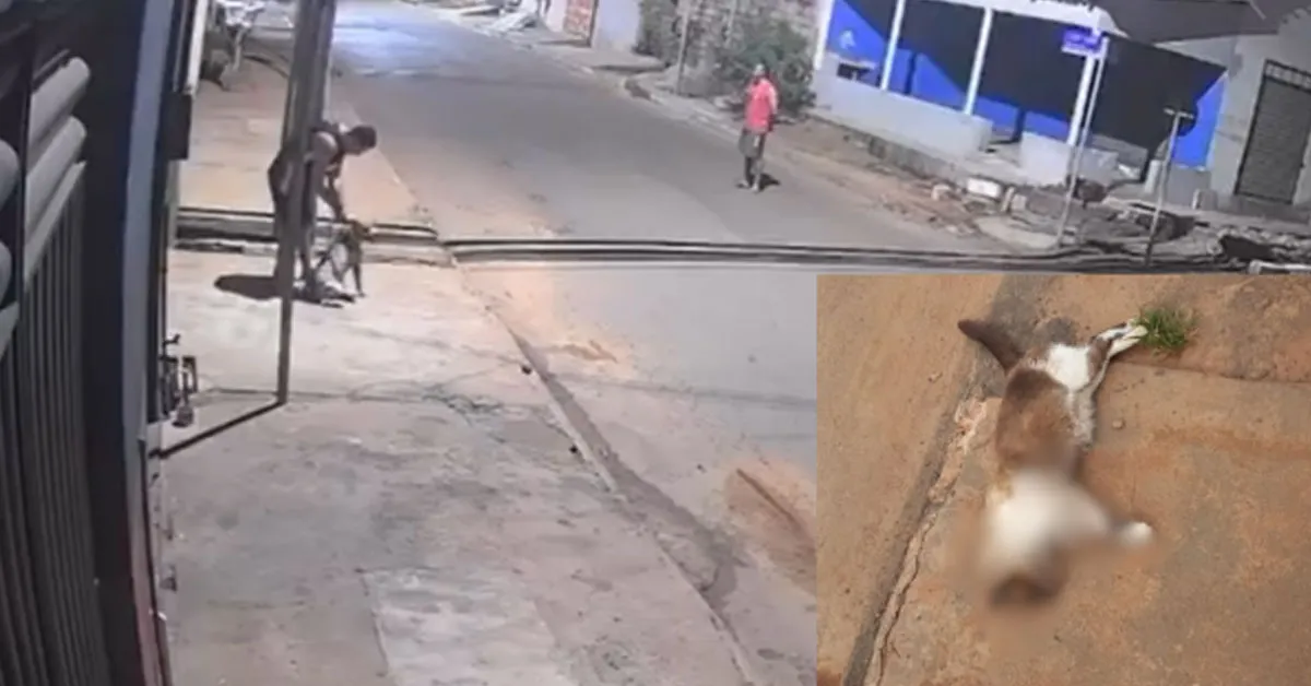 Ataques a gatos em Canaã dos Carajás preocupam moradores e levantam suspeitas de maus-tratos recorrentes