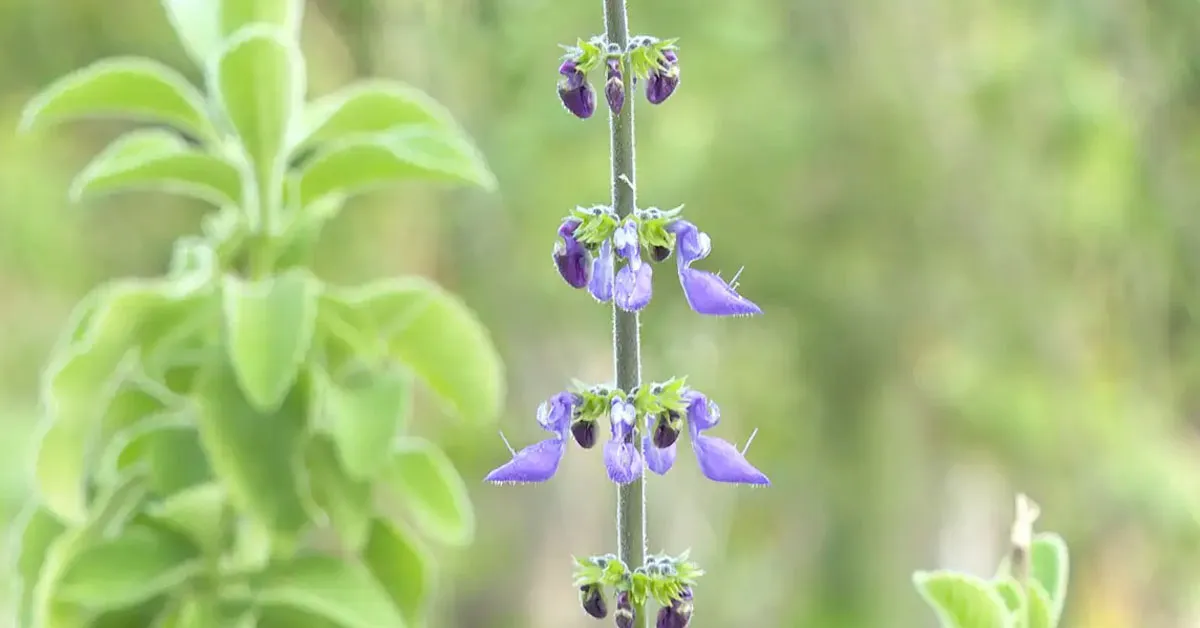 Plantas que elevam o humor e transformam o ambiente