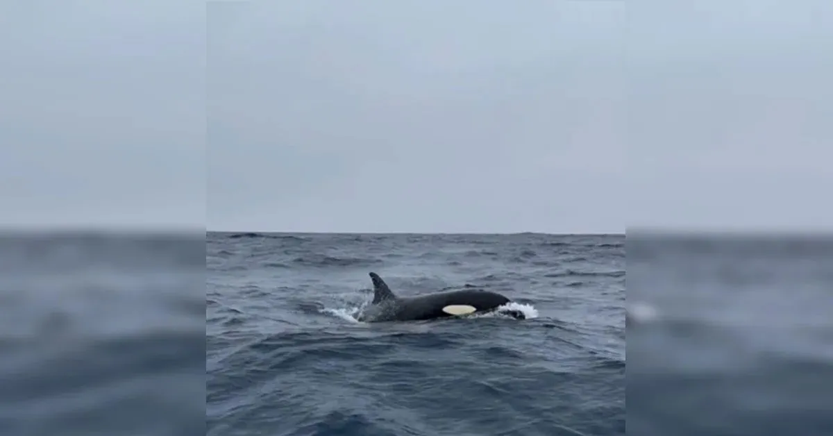 Grupo de cinco a seis fêmeas foi visto a cerca de 20 milhas da costa carioca