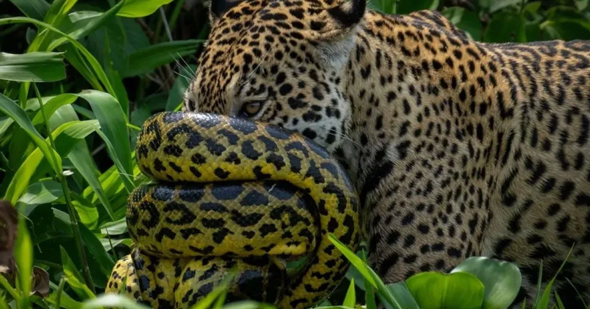 Sucuri e Onça: Um Encontro Raro no Pantanal