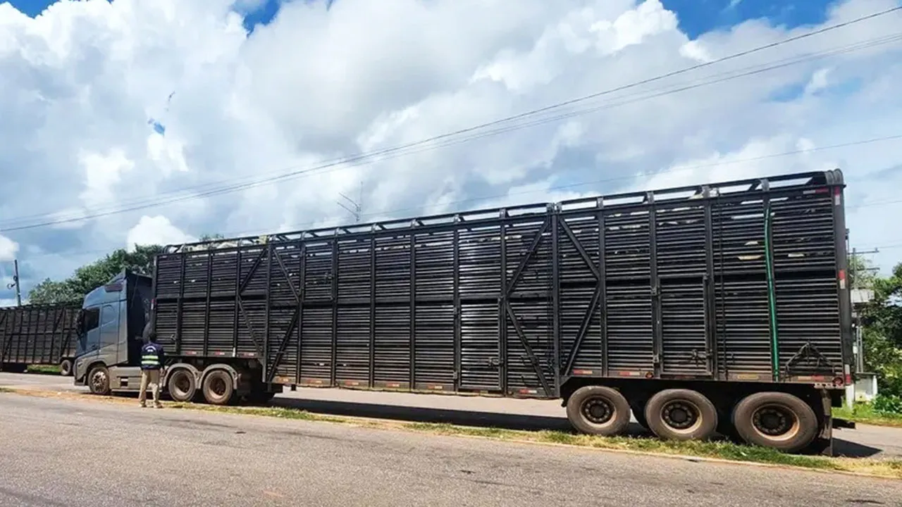 Carreta carregada de gado foi liberada após regularização