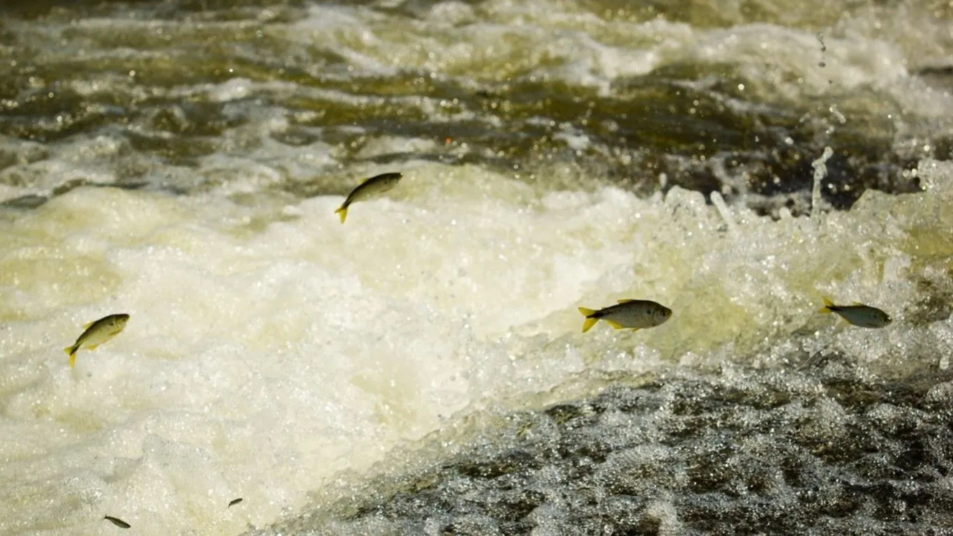 Piracema é o período de reprodução das espécies nativas.