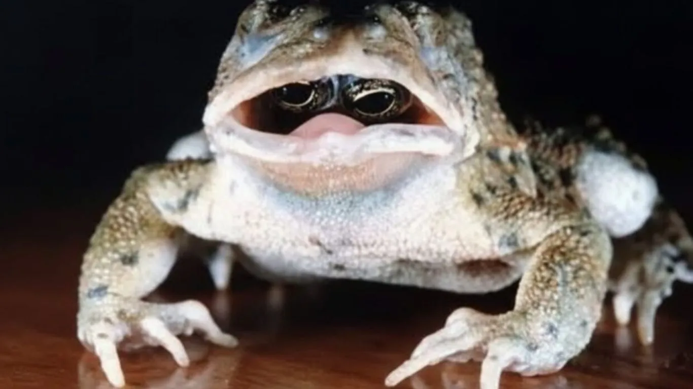 O sapo com os olhos dentro da boca foi encontrado em 1992 e até hoje a mutação intriga cientistas