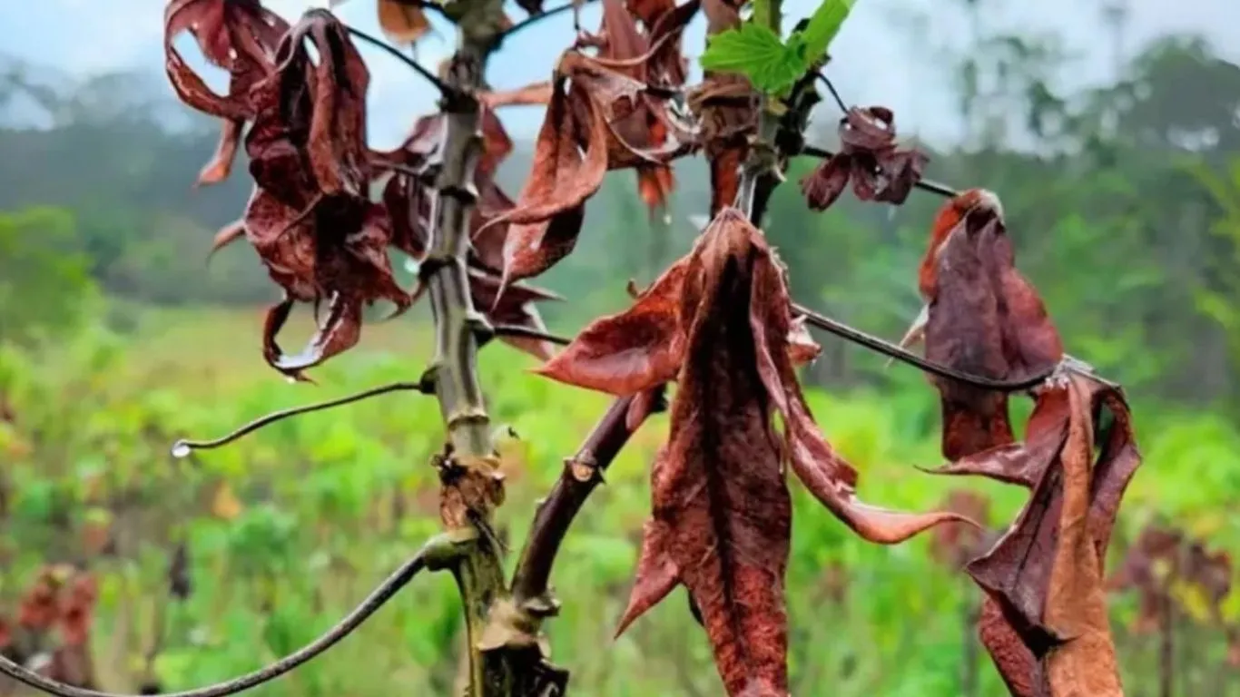 Folhas Secas e Amareladas, um dos sintomas da praga da "Vassoura de Bruxa" nas plantações de mandioca