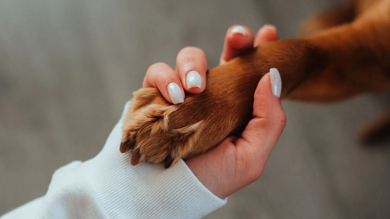 Com a aproximação dessa data significativa, é fundamental que os tutores se conscientizem sobre como garantir a qualidade de vida dos seus pets.