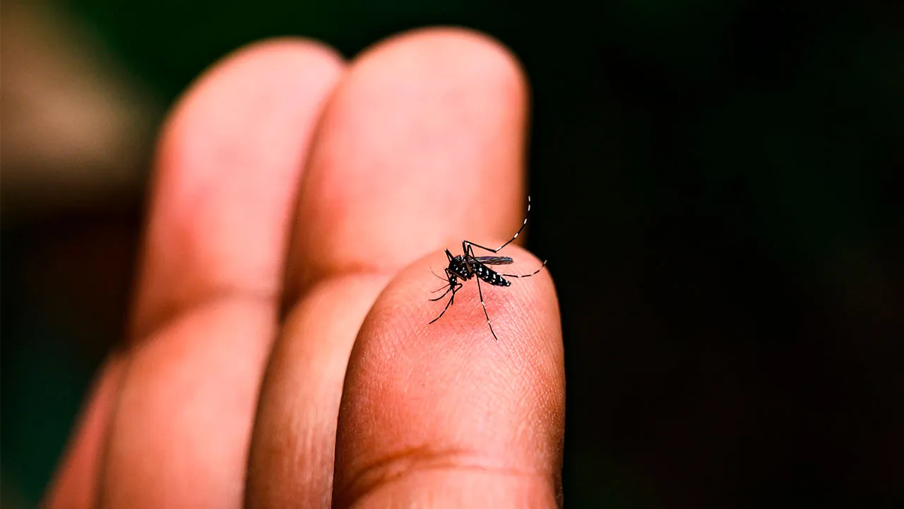 De acordo com o Departamento de Endemias, aproximadamente 90% dos focos do mosquito estão sendo encontrados em ambientes domésticos de Rio Maria no sul do Pará