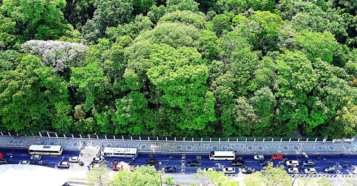 O Bosque tem 150 mil metros quadrados de vegetação nativa da Amazônia, com cerca de 10 mil árvores.