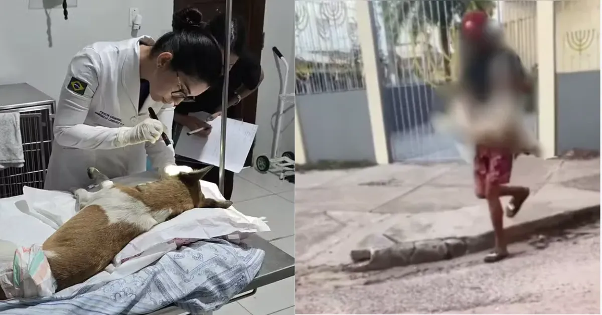 Leis brasileiras protegem animais e aumentam a pena para quem comete maus-tratos contra cães e gatos.