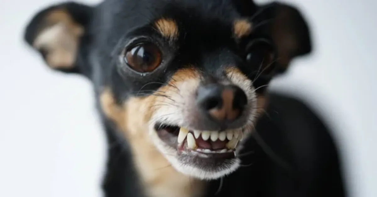 Raças pequenas são conhecidas pelo temperamento mais reativo, mas comportamento pode estar ligado à criação, insegurança e falta de socialização, segundo especialistas.