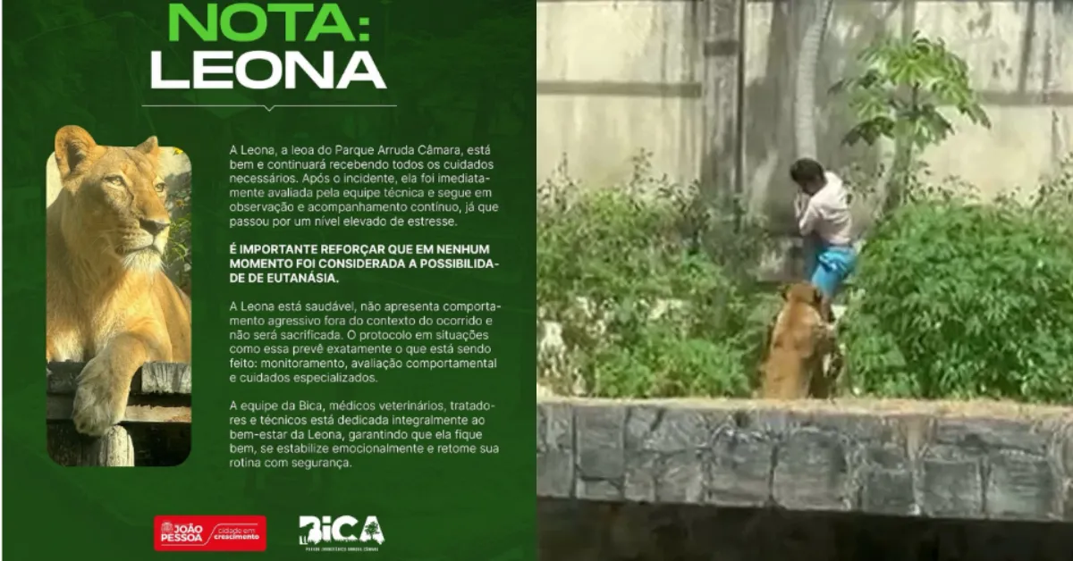 Leoa do Parque Arruda Câmara segue sob monitoramento da equipe.