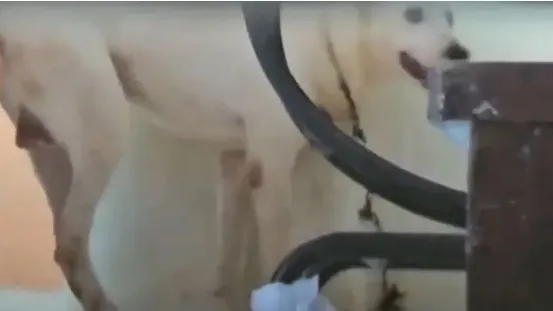 Acorrentar cachorros está proibido em São Paulo