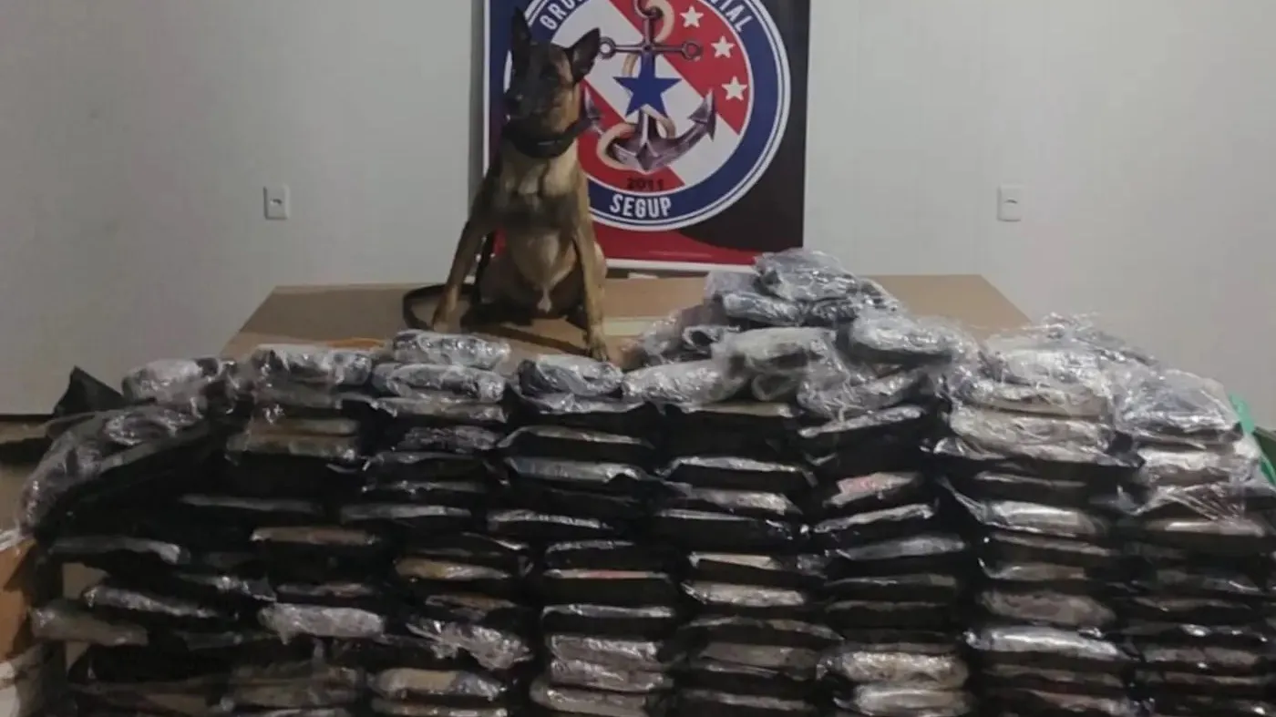 Cão farejador, Anubis, que integra a base Fluvial exibindo a droga apreendida