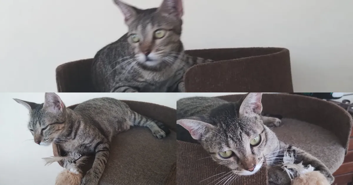 Os tutores podem ser contactados pelo telefone (91) 98431-5003 e ele ainda oferecem recompensa.