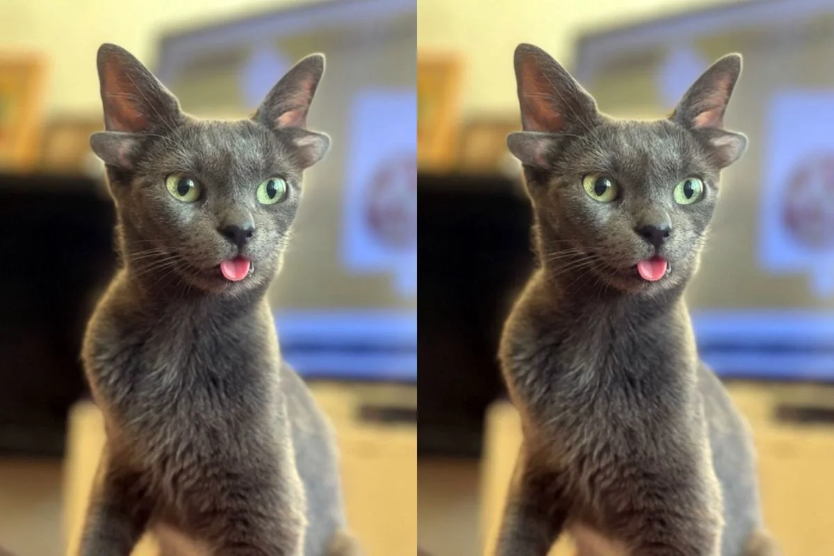 Midas nasceu com quatro aurículas, todas conectadas ao canal auditivo, o que permite que ela ouça pelos quatro órgãos.