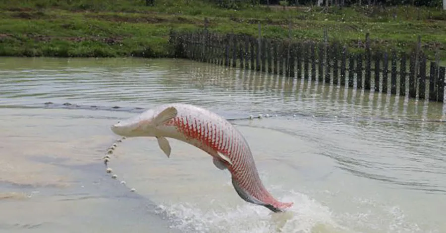 Descubra como a IA está revolucionando a aquicultura no Brasil, estudando o pirarucu e melhorando a reprodução e manejo de espécies nativas.