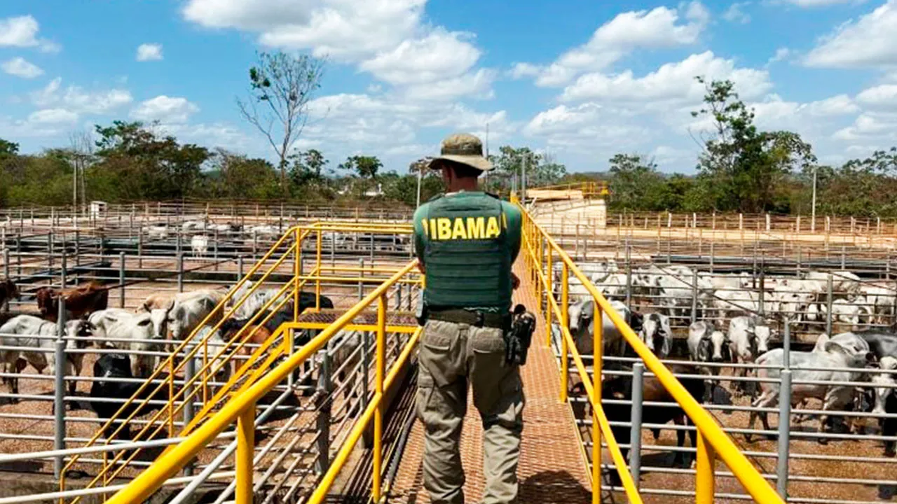No Pará, 20 propriedades rurais nos municípios de São Félix do Xingu, Pacajá e Rondon, cidades líderes em desmatamento, foram fiscalizadas.