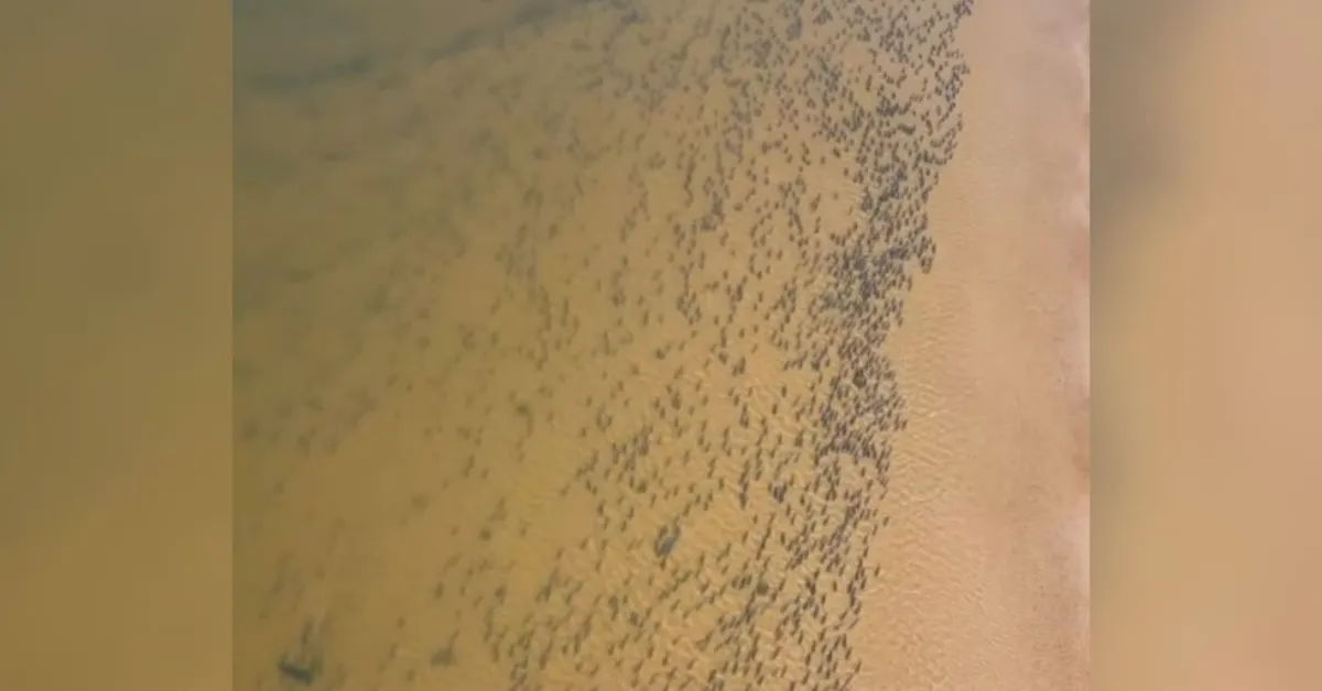 A gravação foi feita pelo pescador Weder Oliveira, responsável pelo perfil PescaViúva