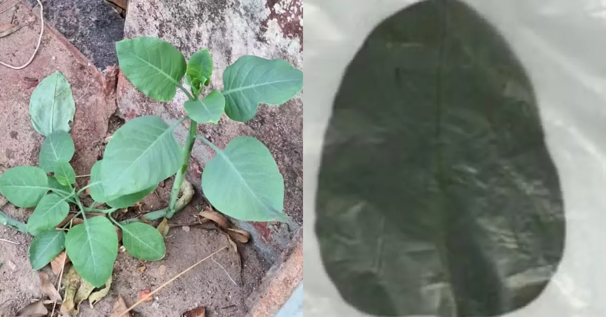 De acordo com os socorristas, a família havia se mudado recentemente para o local e acreditava que a planta era couve comum