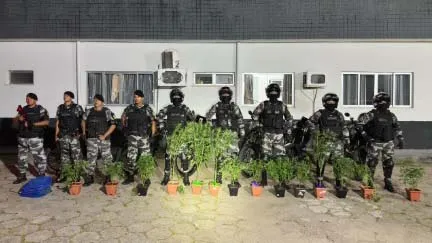 Policiais da Rotam exibem os pés de maconha