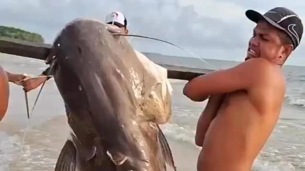 Pescadores da Baía do Marajó capturam impressionante filhote de piraíba