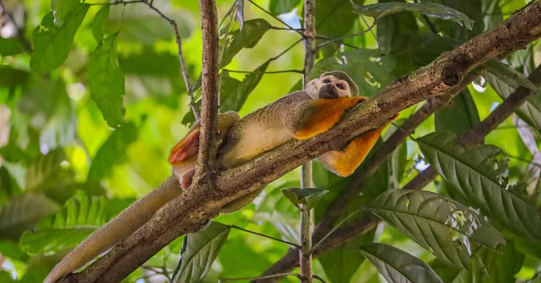 A partir do próximo sábado, o Parque Zoobotânico estará pronto para receber os visitantes das 9h até às 17 horas, com entrada até 16h.