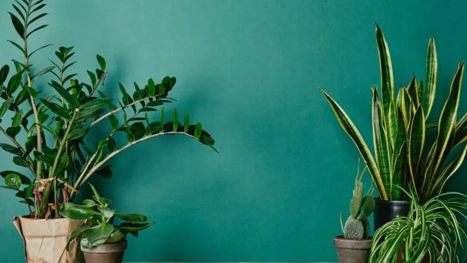 Mistura simples garante cores mais vivas nas plantas