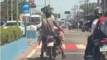 Porco sendo transportado em motocicleta em via movimentada