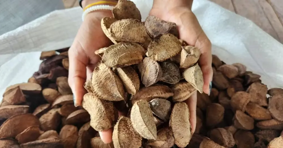 Projeto de lei reconhece Castanha-do-Pará como Patrimônio Cultural do Pará.