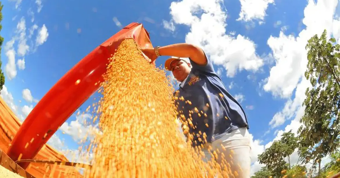 Produção agrícola: levantamento indica que a produção cresceu 49,2 milhões de toneladas em comparação ao ano anterior e 0,2%.