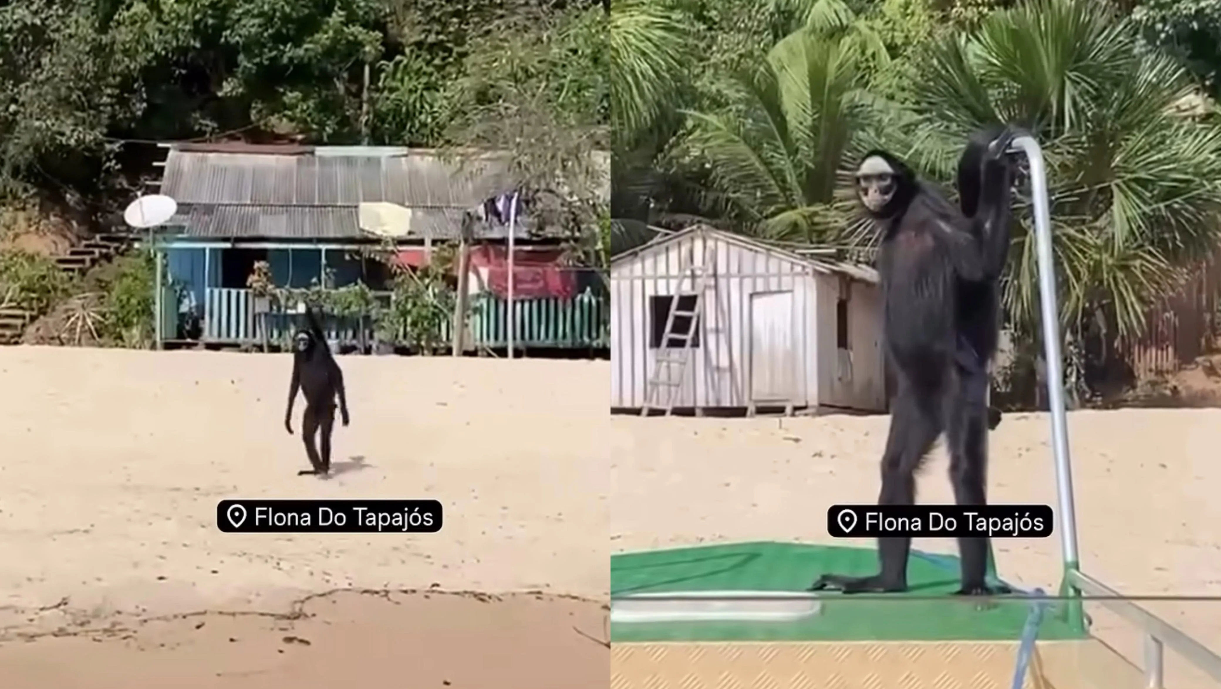 Macaco-aranha passeando pela faixa de areia da Flona Tapajós, em Belterra, no Pará