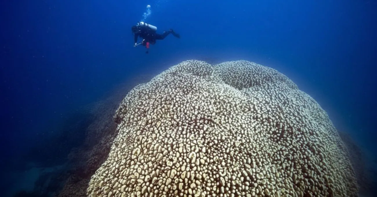 Estrutura monumental de Pavona clavus revela séculos de crescimento e reforça preocupações sobre o aquecimento dos oceanos.