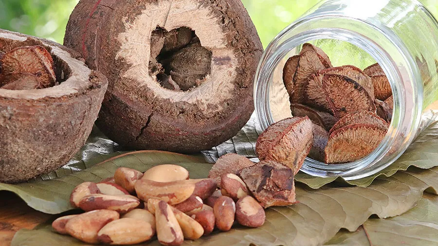 Descubra como a castanha-do-pará se transforma em proteína vegetal inovadora, unindo tradição e tecnologia para fortalecer a biodiversidade amazônica.