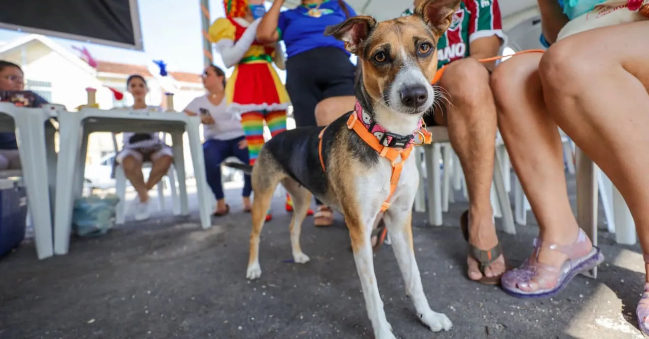 Estação Belém Animal movimentou a Domingueira no Jurunas com serviços gratuitos e cadastro de cães e gatos no SinPatinhas.