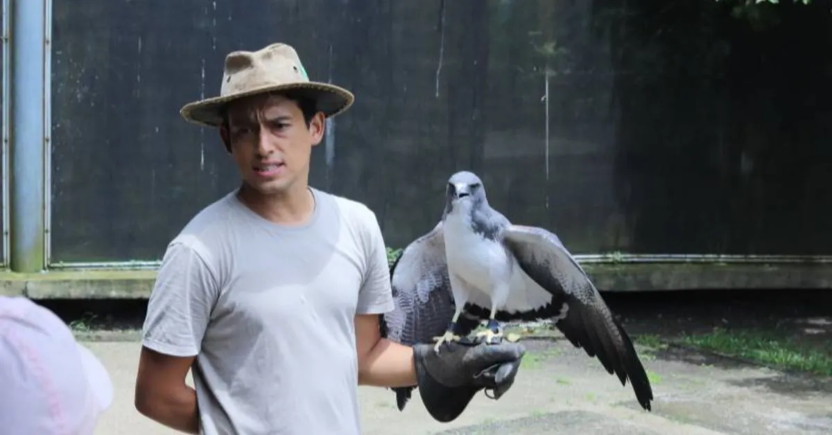 Imagem ilustrativa da notícia: Mangal das Garças tem programação especial no Dia Mundial da Falcoaria