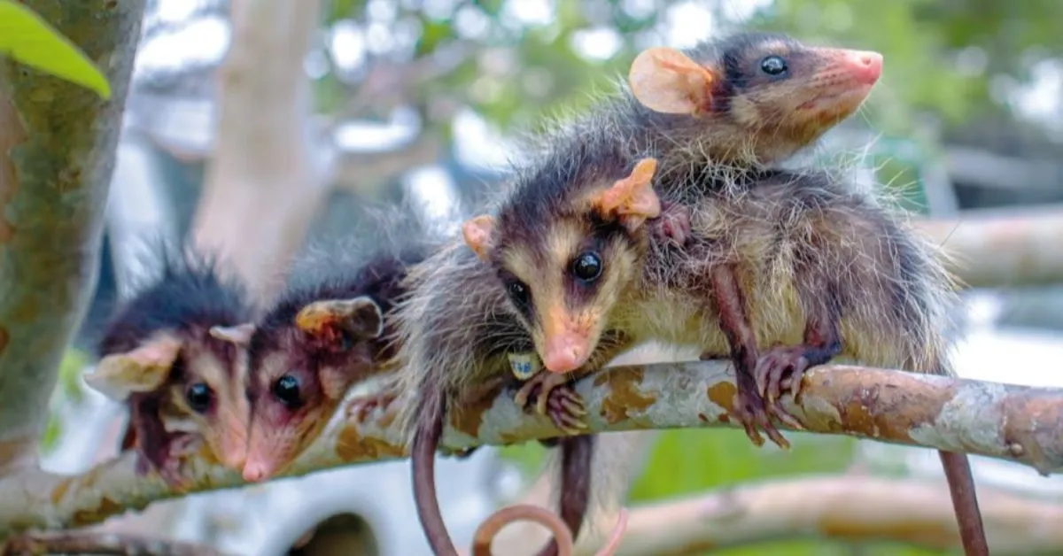 Também chamado de mucura no Norte, o gambá tem vários apelidos pelo Brasil. De Cassaco a Raposinha, esses nomes refletem a diversidade cultural do país.