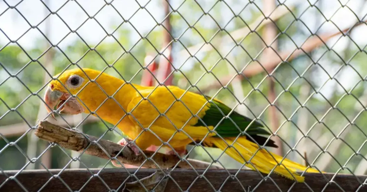 As ararajubas passam por período de aclimatação no Parque Estadual do Utinga, onde aprendem a reconhecer alimentos nativos e a conviver em grupo.