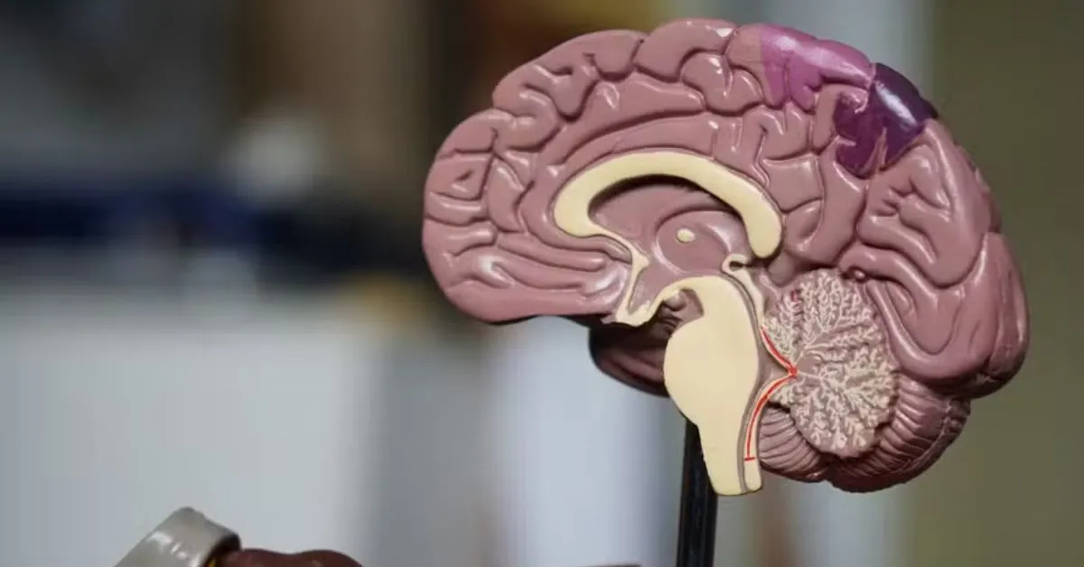 Além da idade e da genética, fatores como hipertensão, diabetes, sedentarismo e distúrbios do sono também podem aumentar o risco de demência, segundo especialistas.